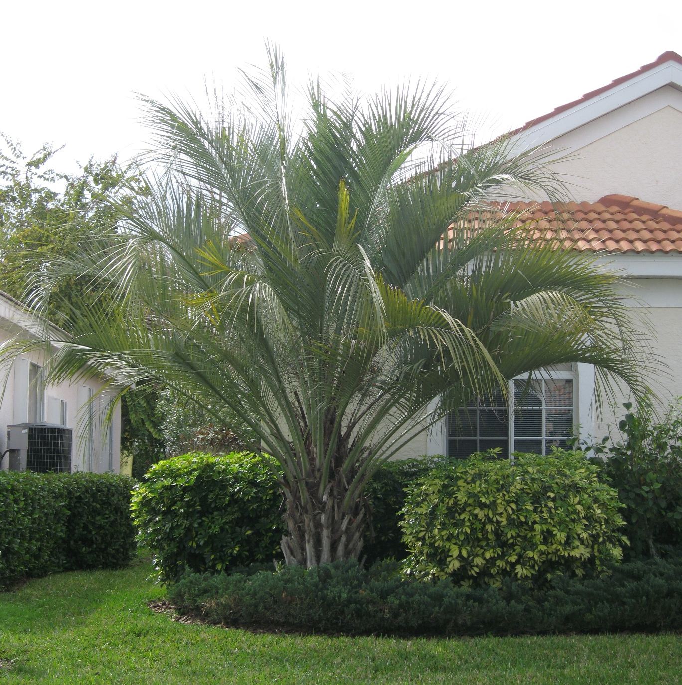 Butia catarinensis - DISCUSSING PALM TREES WORLDWIDE - PalmTalk