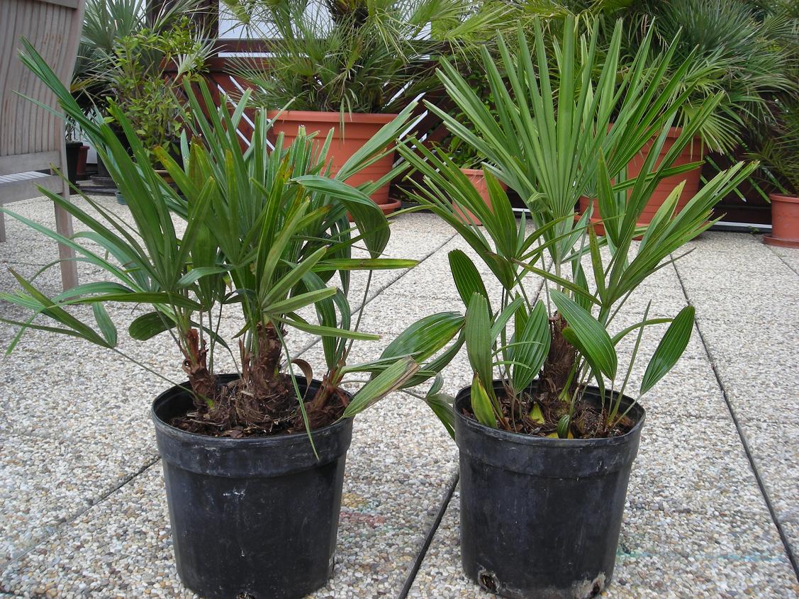 Needle Palm Trees - For Sale - PalmTalk