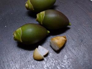 palm tree seeds