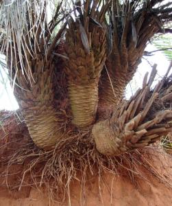 Image result for butia lallemantii