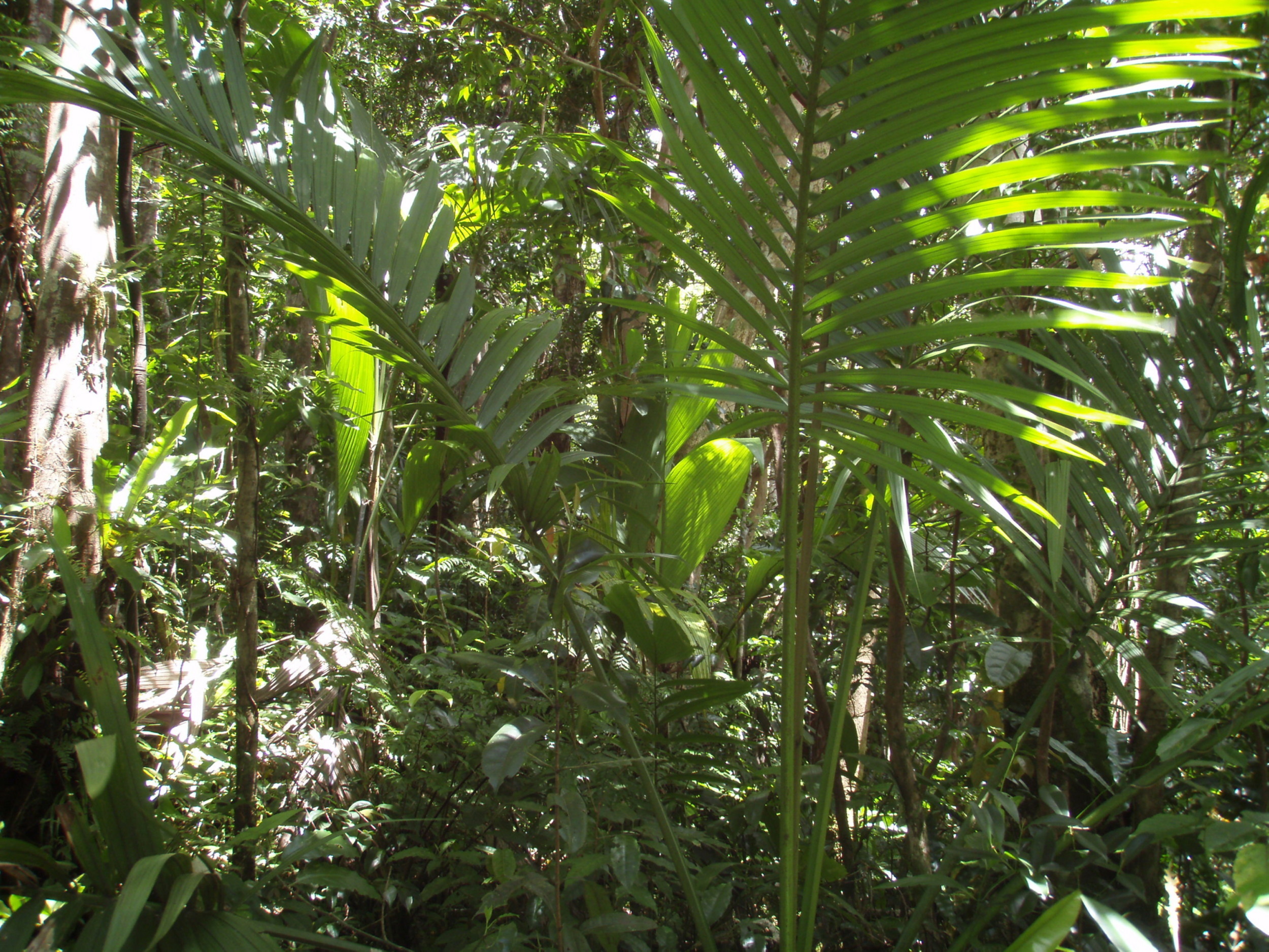 Fiji native palms - DISCUSSING PALM TREES WORLDWIDE - PalmTalk