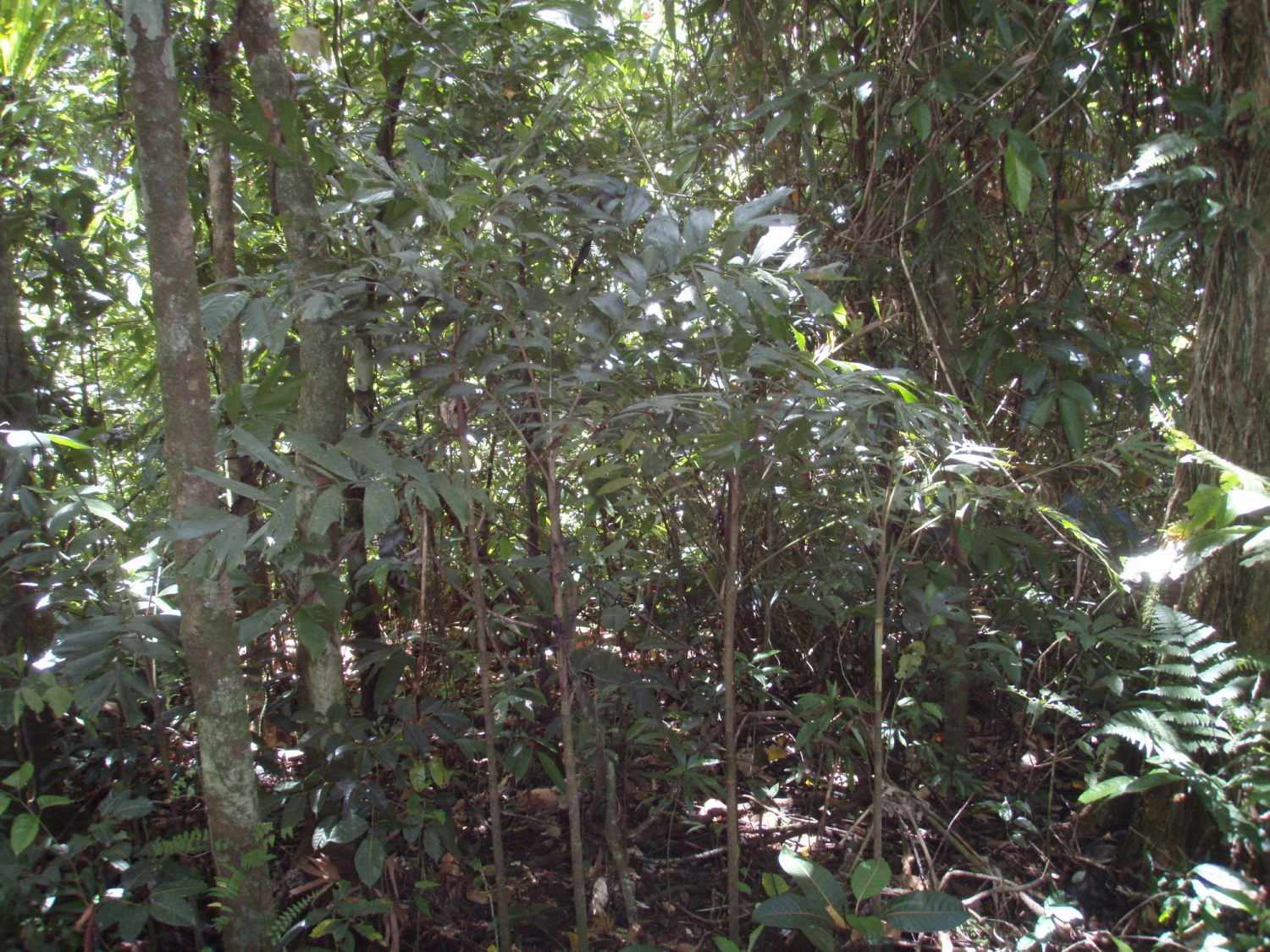 Fiji native palms - DISCUSSING PALM TREES WORLDWIDE - PalmTalk