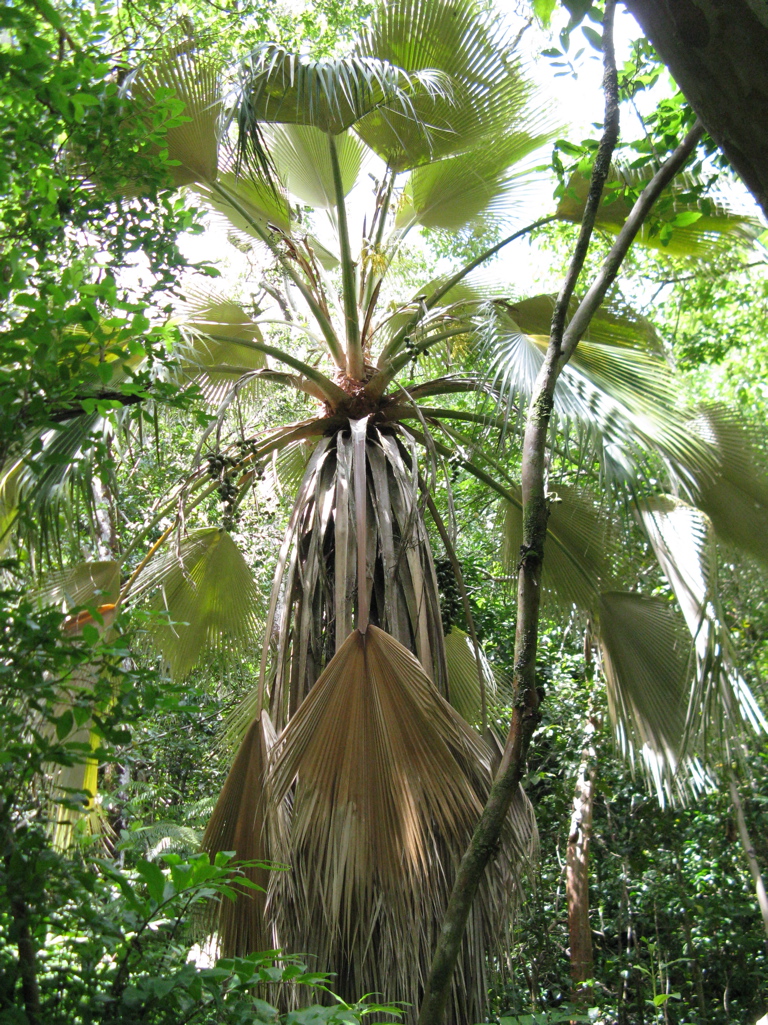 Pritchardia Gaudichaudii - DISCUSSING PALM TREES WORLDWIDE - PalmTalk