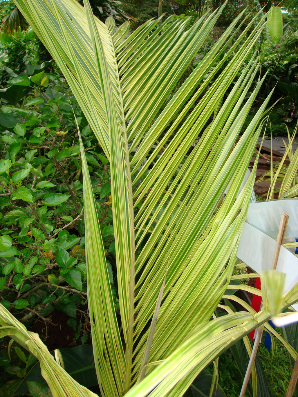 A Variegated Coconut - DISCUSSING PALM TREES WORLDWIDE - PalmTalk