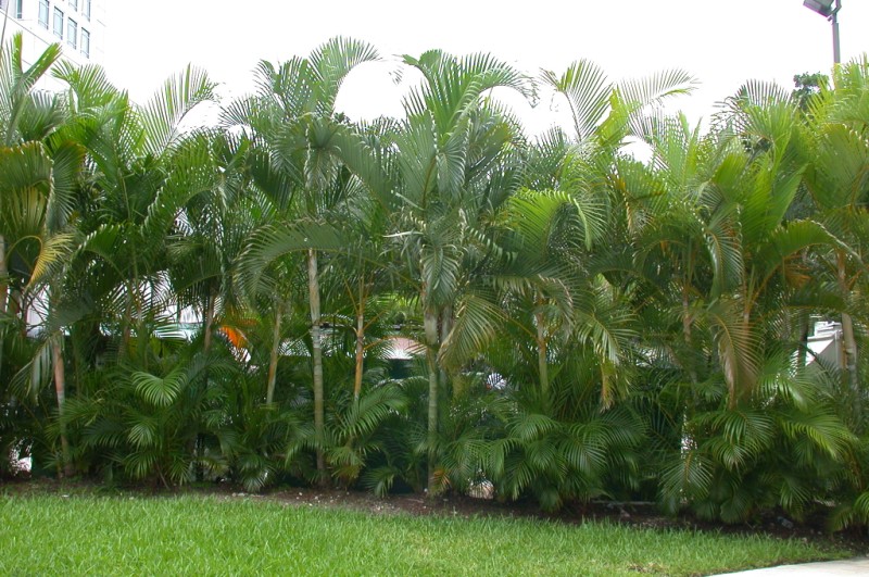 Dypsis lutescens - For Sale - PalmTalk