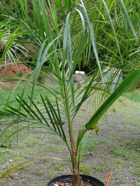 Butyagrus eriospatha - DISCUSSING PALM TREES WORLDWIDE - PalmTalk