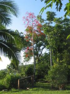 Queensland Bottle Tree - Live Plant in A 3 Gallon Growers Pot - Brachychiton Rupestris - Rare Ornamental Trees of The World