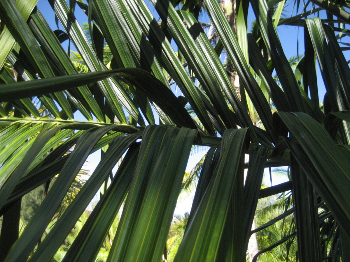 Dypsis malcomberi - DISCUSSING PALM TREES WORLDWIDE - PalmTalk