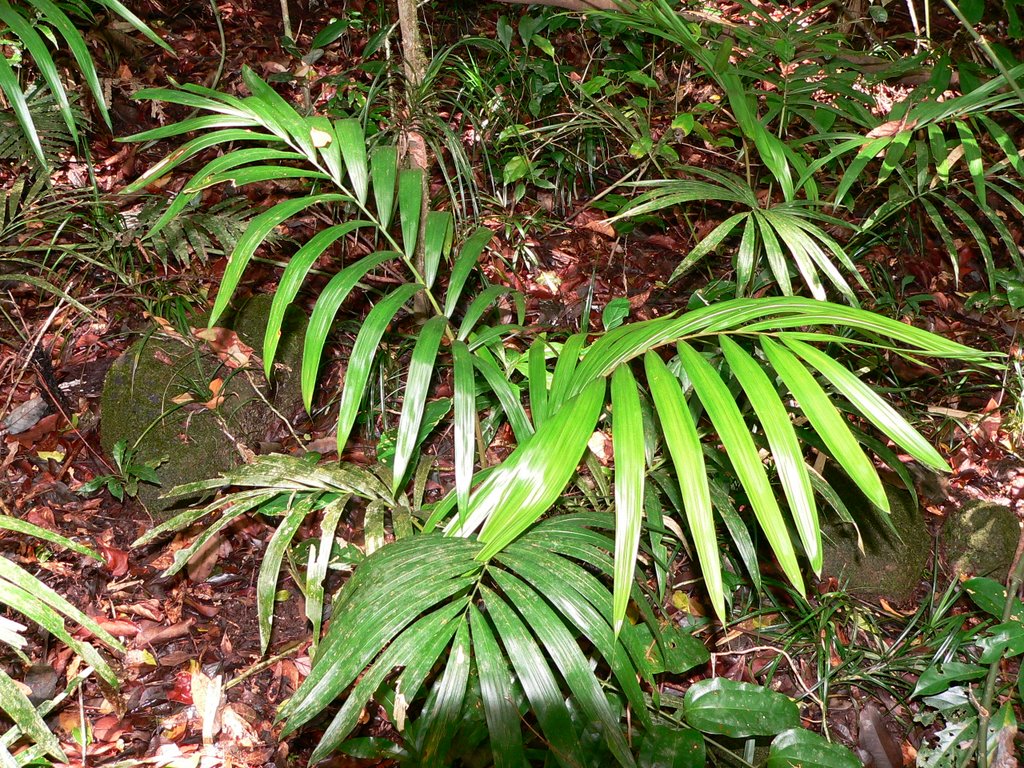 North Queensland Native Palms - DISCUSSING PALM TREES WORLDWIDE - PalmTalk