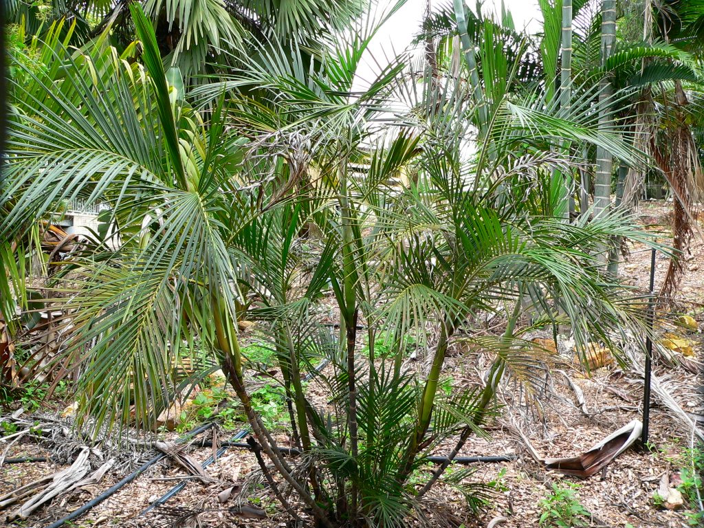 Dypsis Ids Required - Discussing Palm Trees Worldwide - Palmtalk