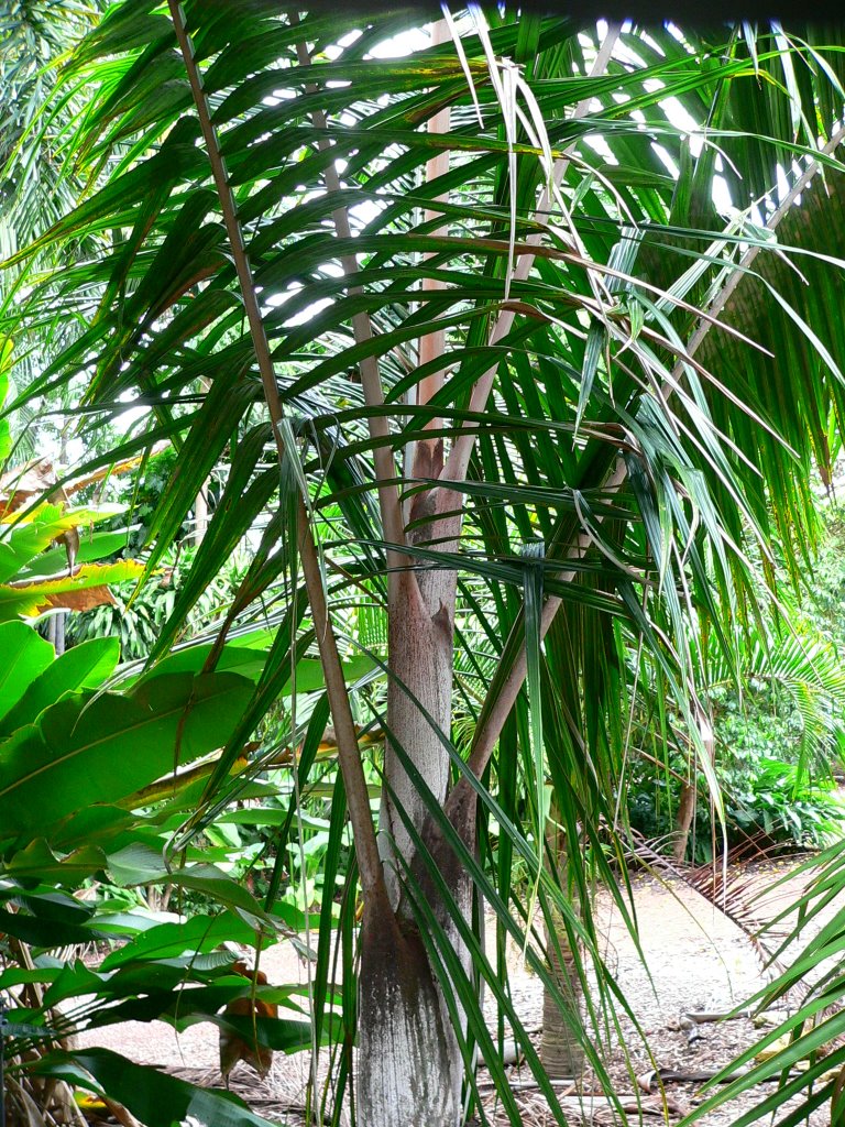 Dypsis IDs Required - DISCUSSING PALM TREES WORLDWIDE - PalmTalk