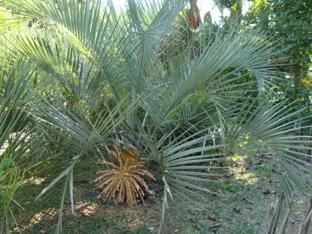 Butia paraguayensis (?) - DISCUSSING PALM TREES WORLDWIDE - PalmTalk