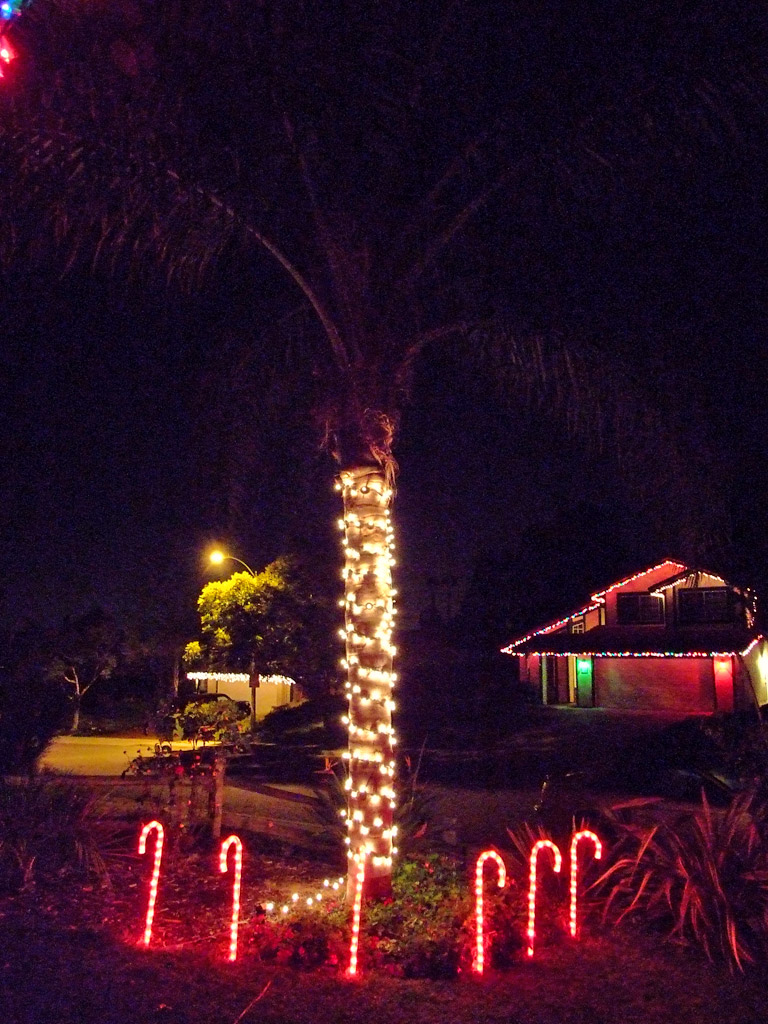 Palms Wrapped in Christmas lights... - DISCUSSING PALM TREES WORLDWIDE ...