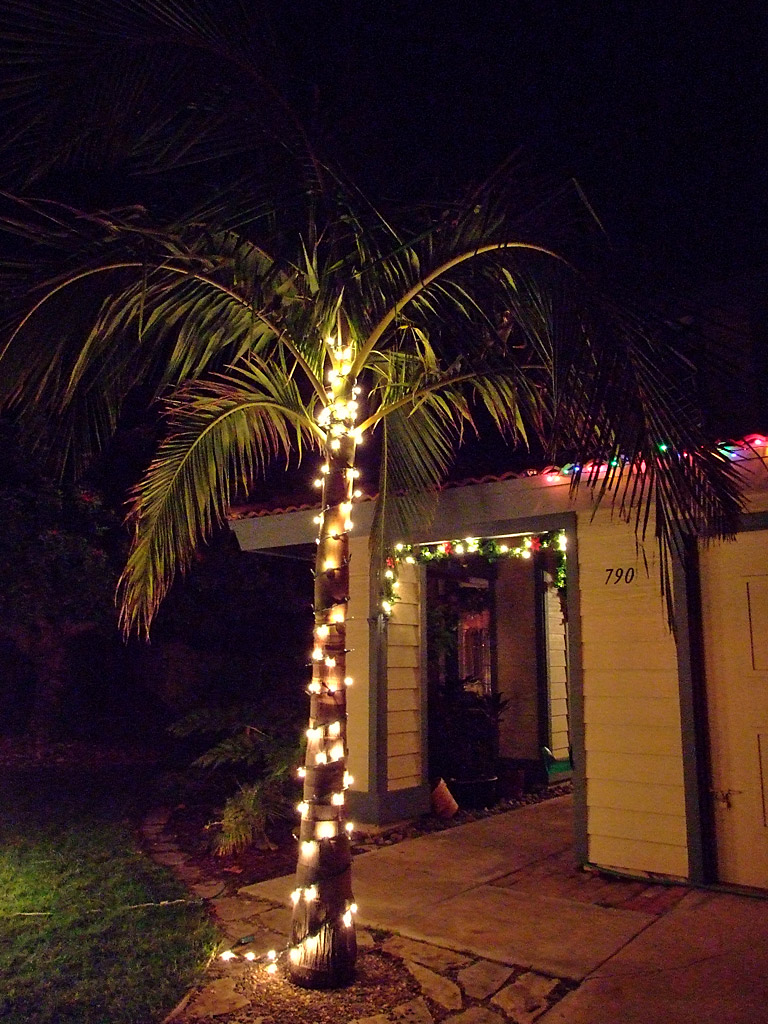 Palms Wrapped in Christmas lights... - DISCUSSING PALM TREES WORLDWIDE