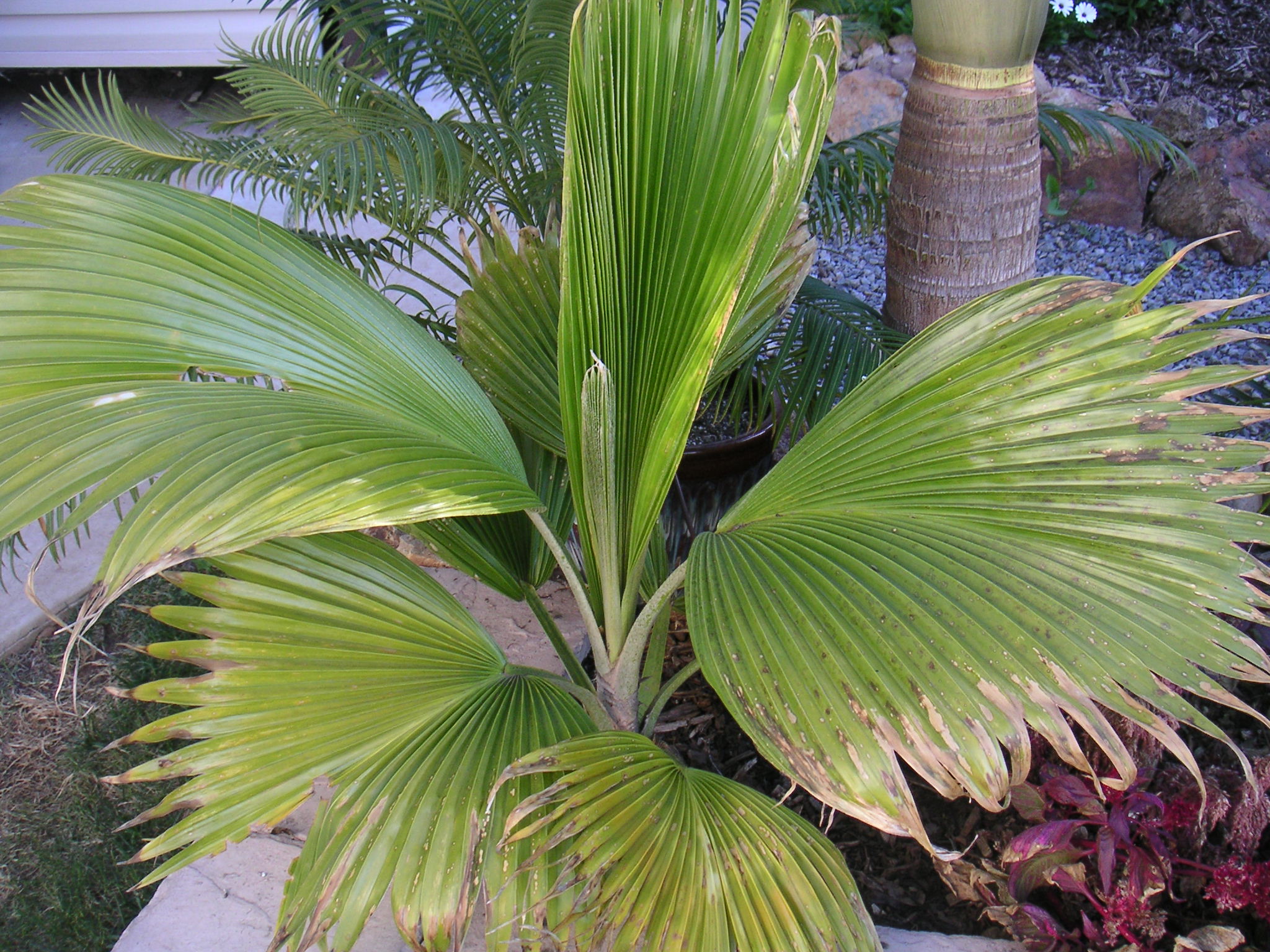 Pritchardia pacifica - DISCUSSING PALM TREES WORLDWIDE - PalmTalk