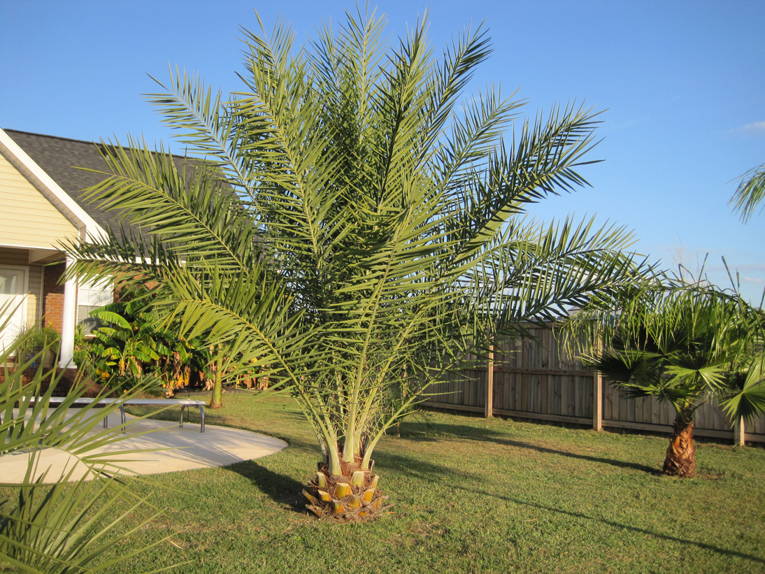 Selected End Of Summer Pics - DISCUSSING PALM TREES WORLDWIDE - PalmTalk