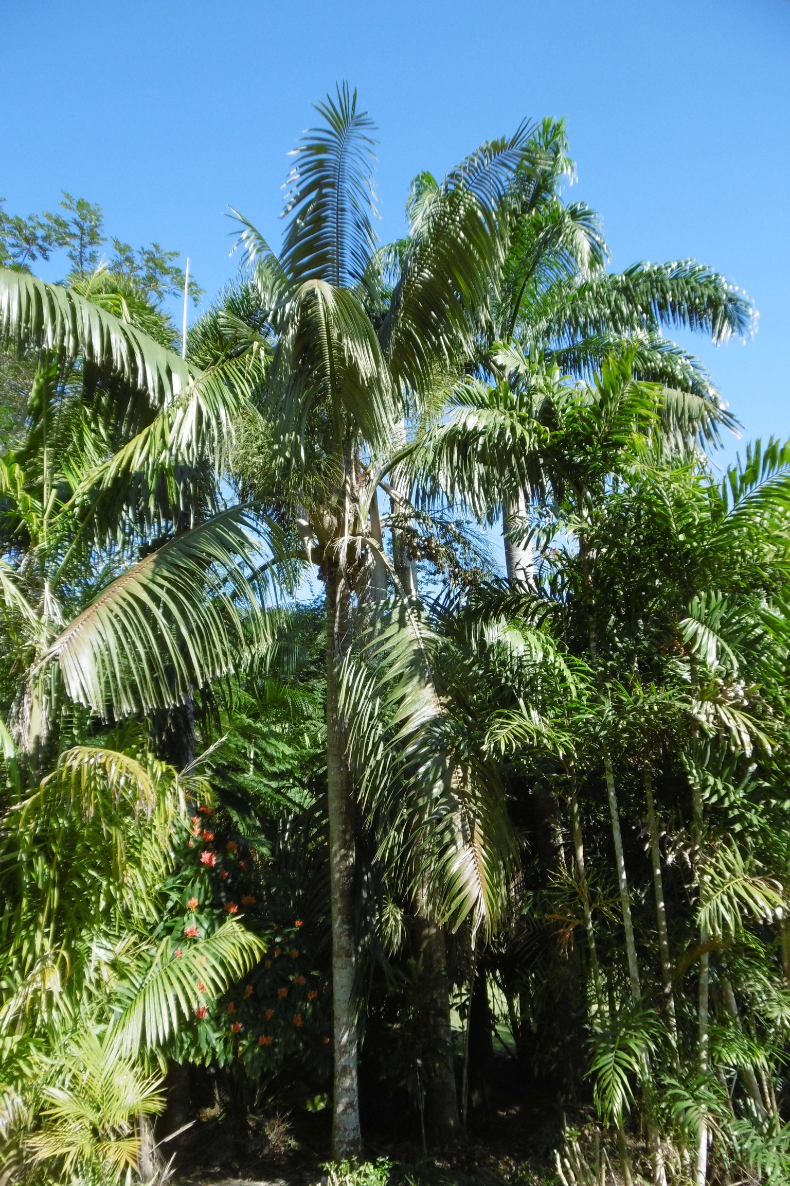 Orania decipiens growing in north Qld. - DISCUSSING PALM TREES ...