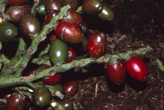 Hedyscepe_canterburyana_Fruits.thumb.jpg