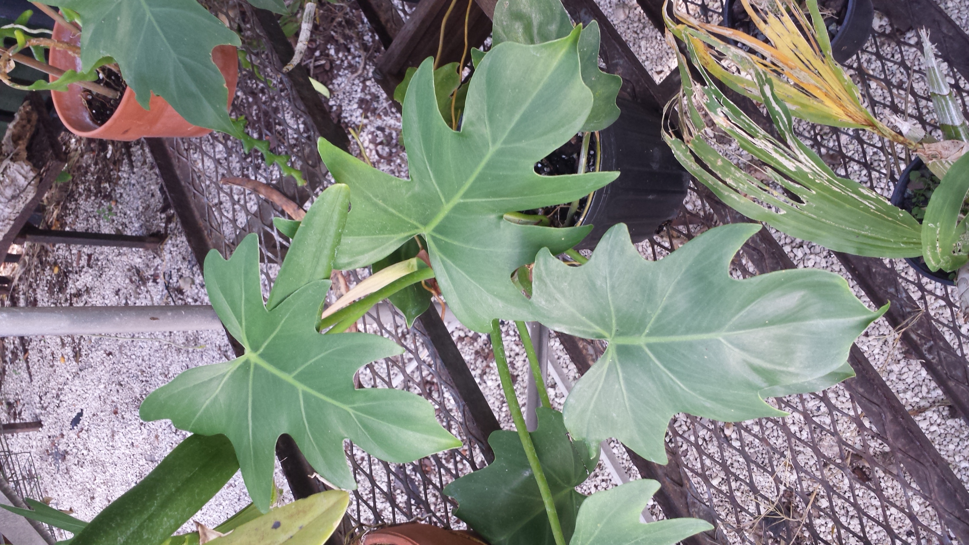 Philodendron or no? Need ID help, please! - TROPICAL LOOKING PLANTS