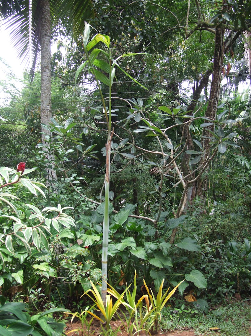 Bentinckia nicobarica in first garden - DISCUSSING PALM TREES WORLDWIDE ...