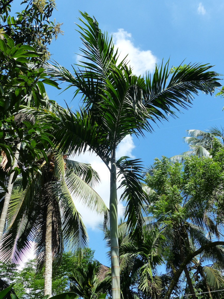 Bentinckia nicobarica in first garden - DISCUSSING PALM TREES WORLDWIDE ...