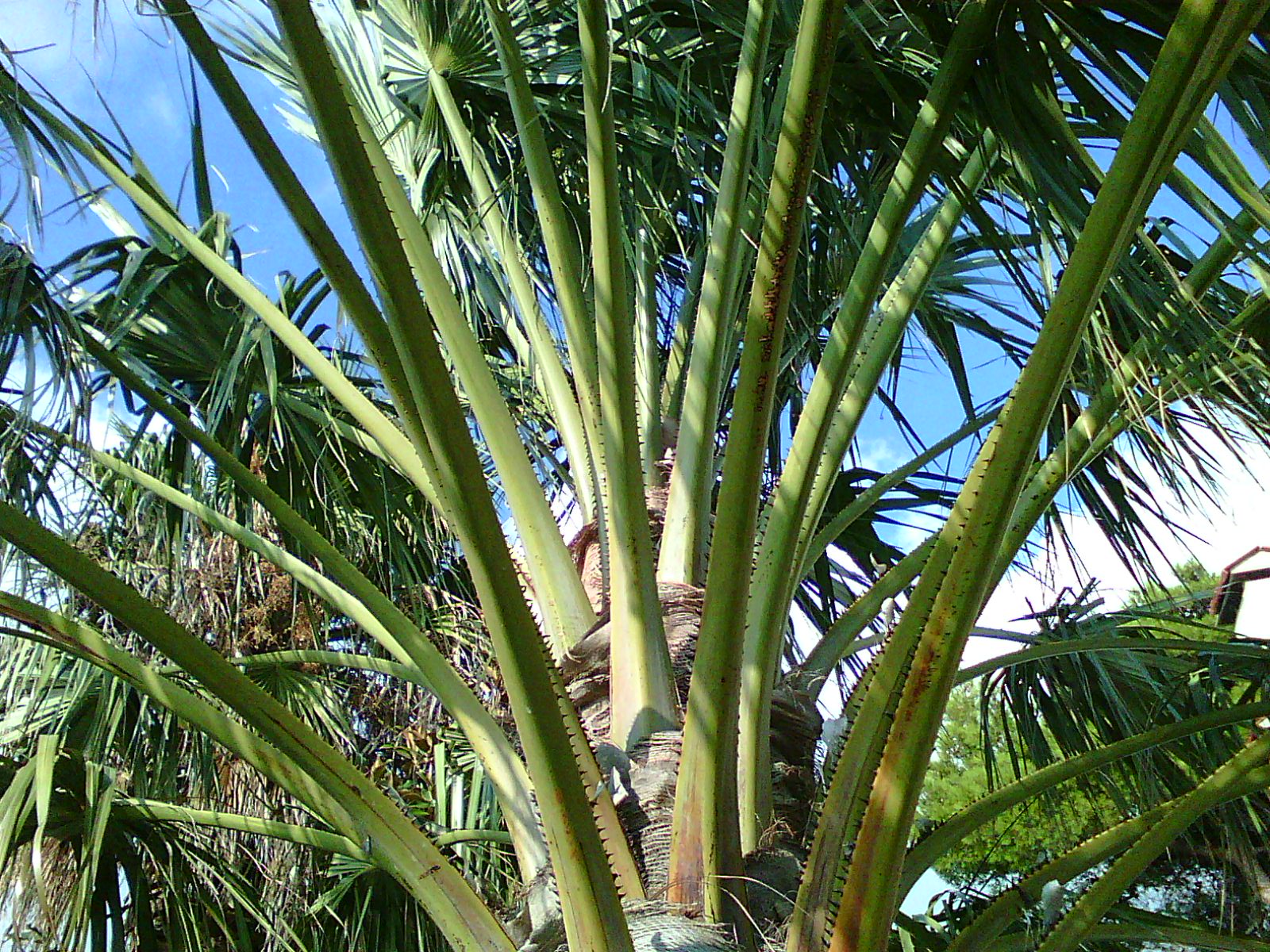 What kind of Livistona are they? - DISCUSSING PALM TREES WORLDWIDE ...