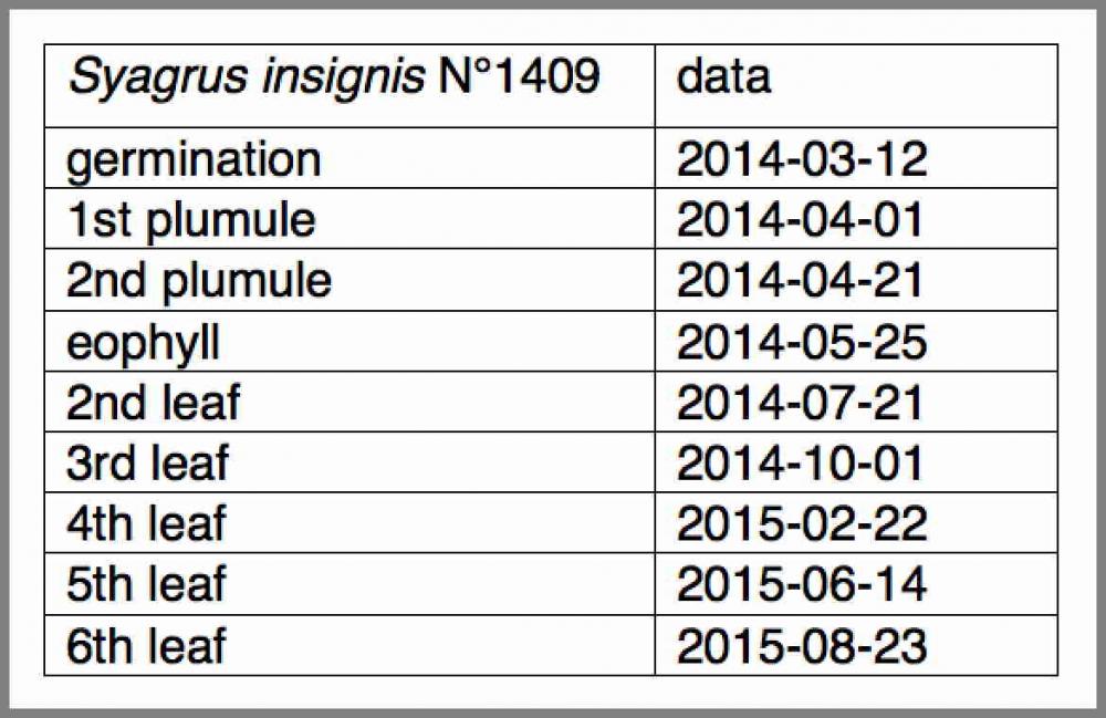 Syagrus_insignis_1409_data.thumb.jpg.e4c