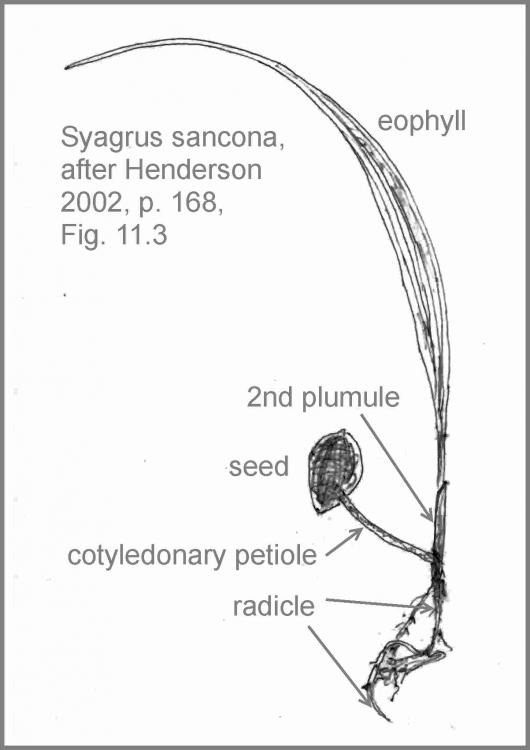 Syagrus_sancona_Seedling.thumb.jpg.4c672