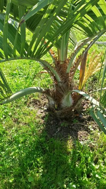 butia paraguayensis. 2.jpg