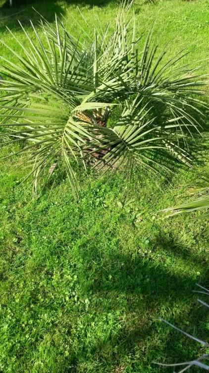 butia paraguayensis.jpg