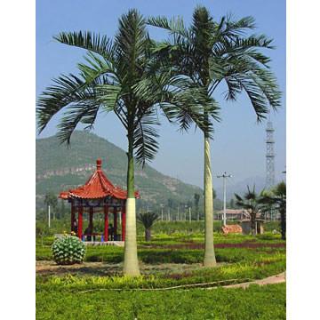 king palm  2.jpg