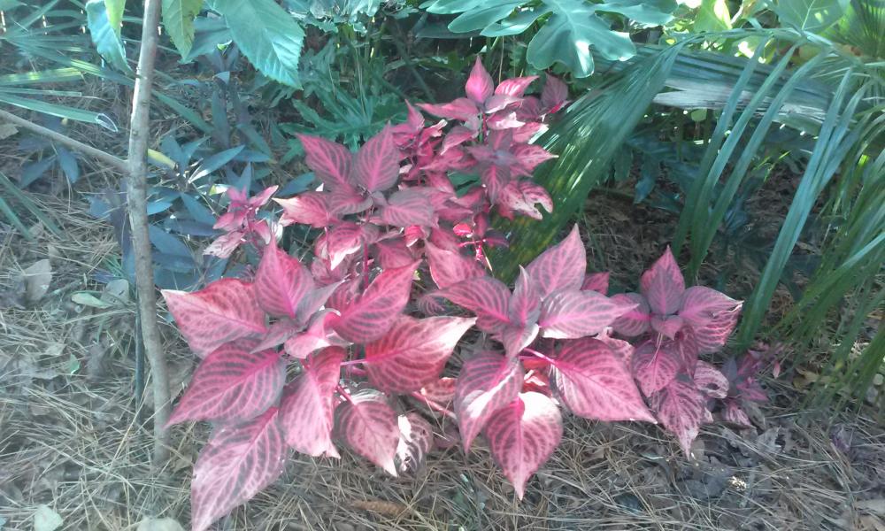 bigger leaves-lighter pink.jpg