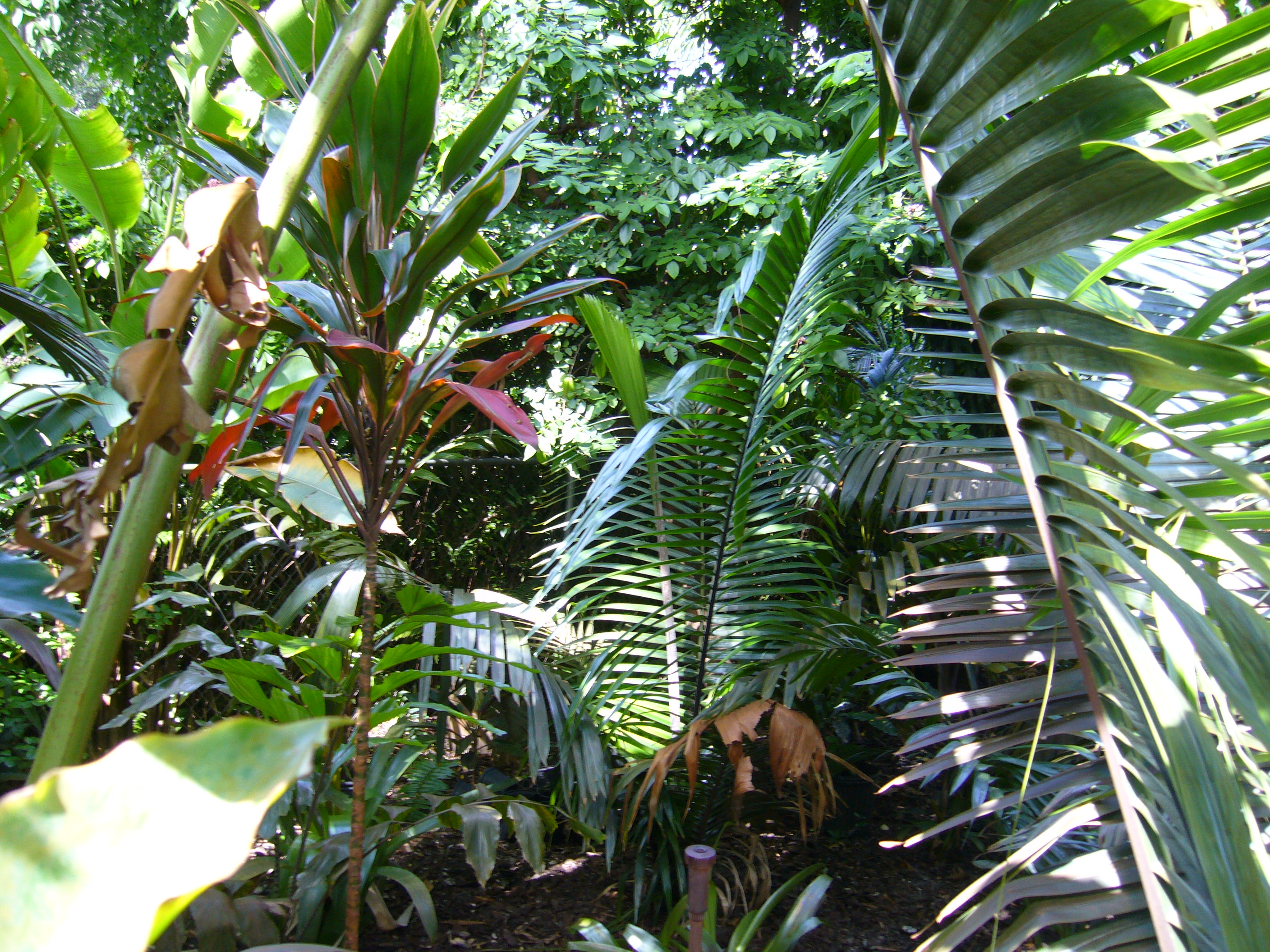 Looking for info on Attalea colenda - DISCUSSING PALM TREES WORLDWIDE ...