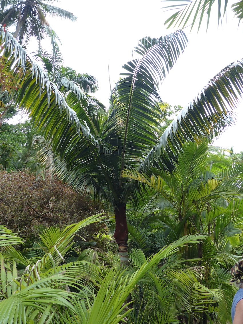 Dypsis Lastelliana - Discussing Palm Trees Worldwide - Palmtalk