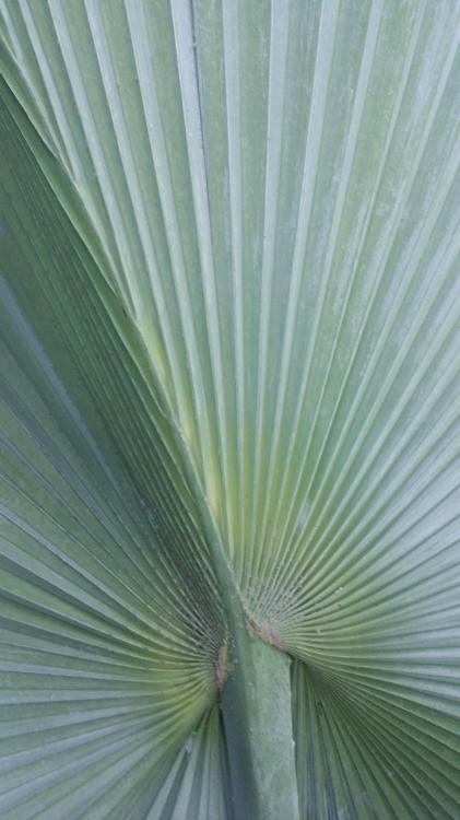 braheahybridupclosefrond.thumb.jpg.4b84b