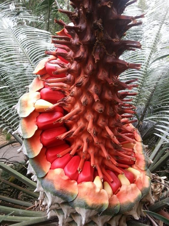 cycad2 (1).jpg