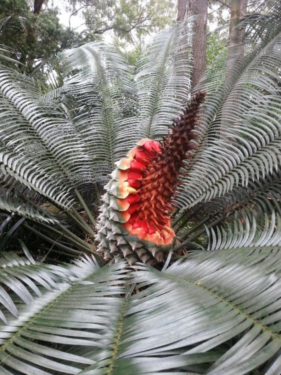 cycad2 (2).jpg