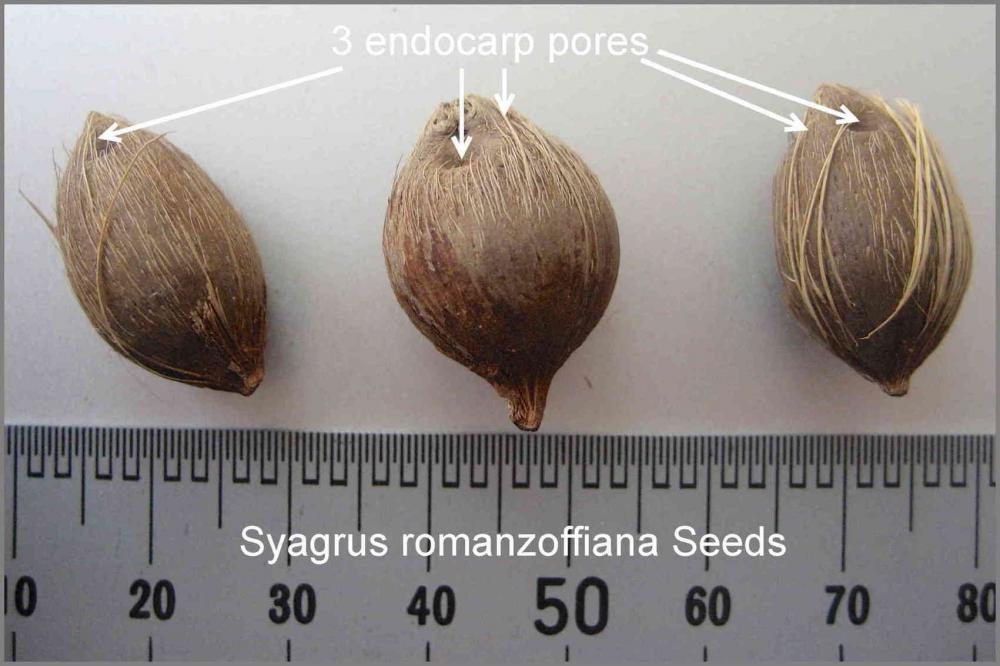 566c5c02bf790_SyagrusromanzoffianaSeeds.