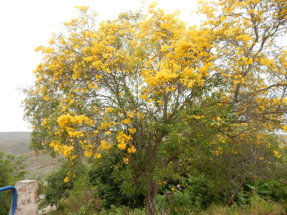 Tabebuia carbeira   in Brazil, 2015 (3).JPG