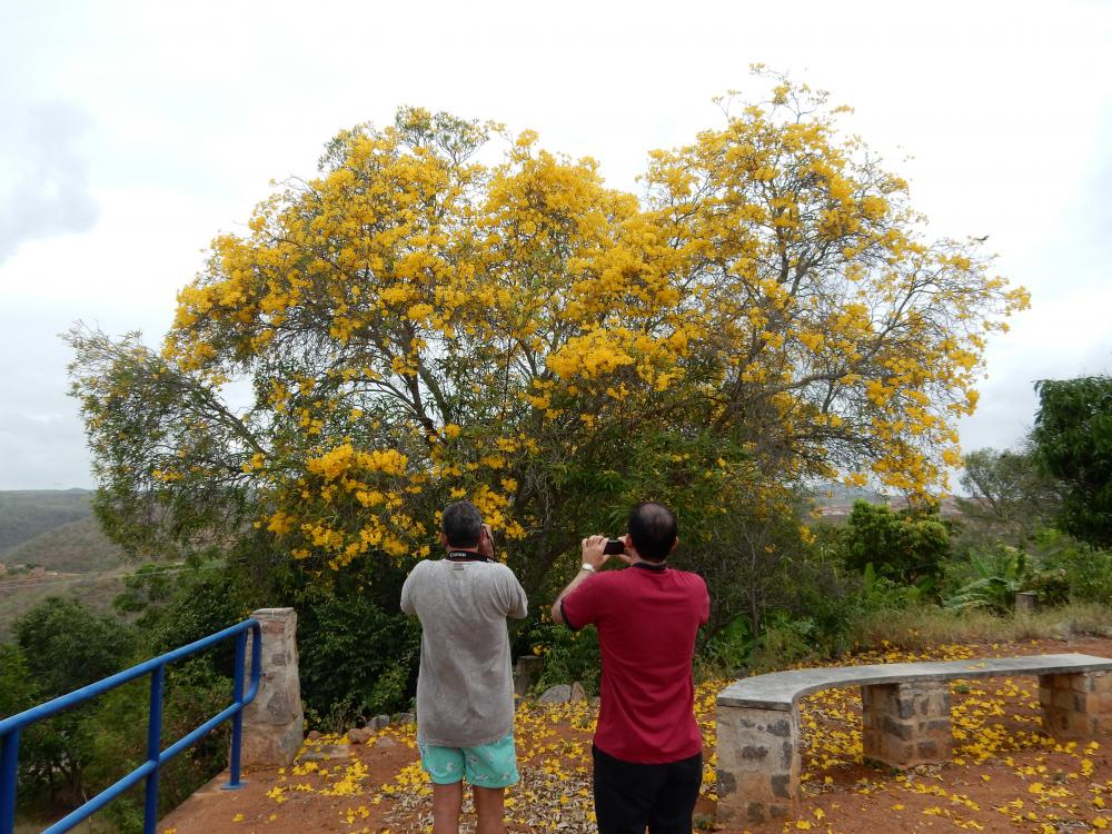 Tabebuia carbeira   in Brazil, 2015 (2).JPG