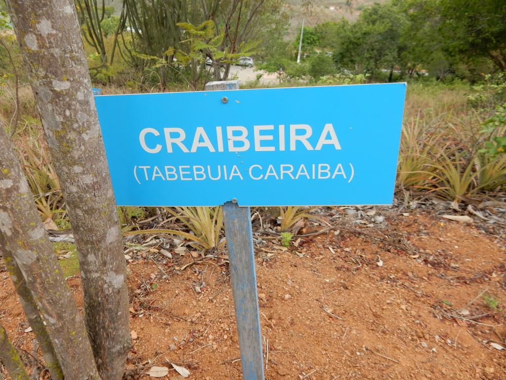 Tabebuia craibeira  T. caraiba)   in Brazil, 2015 (1).JPG