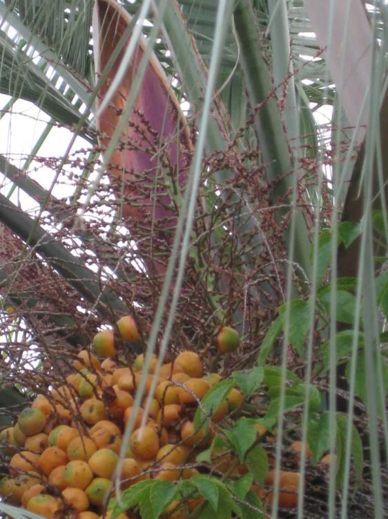 BUTIA_JUBAEA_FRUIT_IMG_2775.jpg