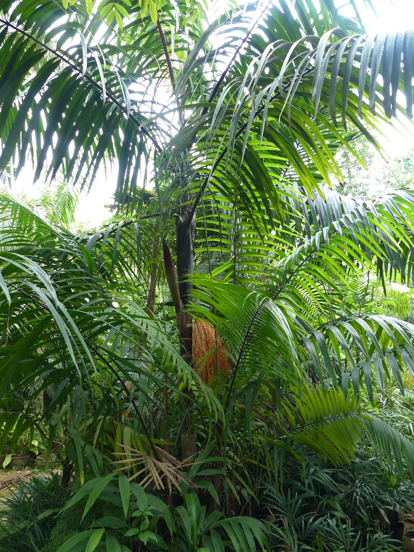 Oenocarpus mapora blooming in Ruwanwella - DISCUSSING PALM TREES ...