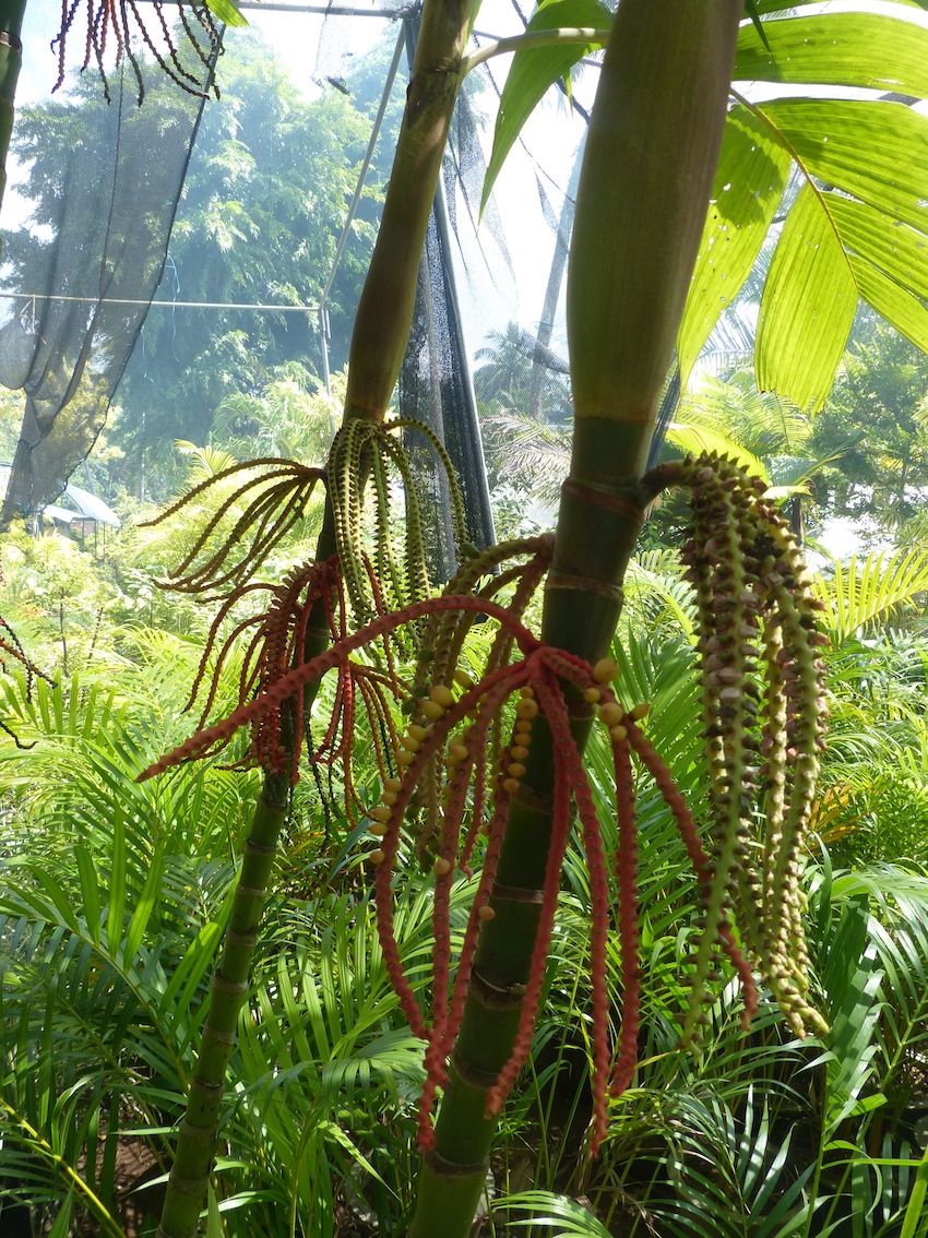 Pinanga coronata in srilankan nursery - DISCUSSING PALM TREES WORLDWIDE ...