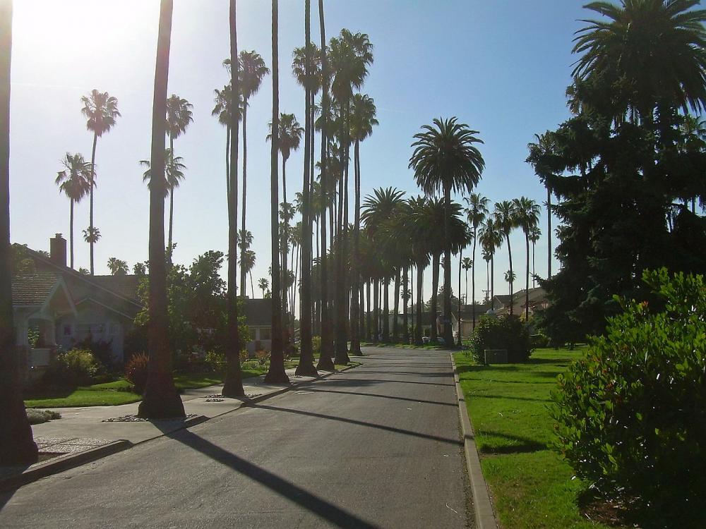 Palm_Trees_in_San_Jose_California.jpg