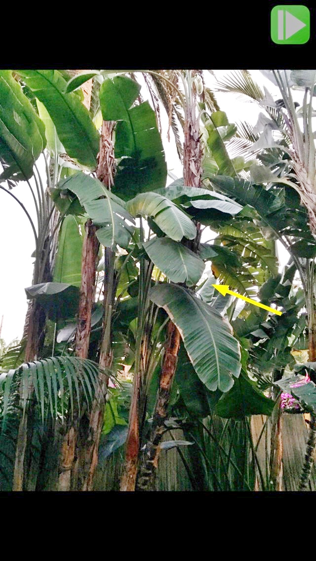 giant-birds-of-paradise-problem-tropical-looking-plants-other-than