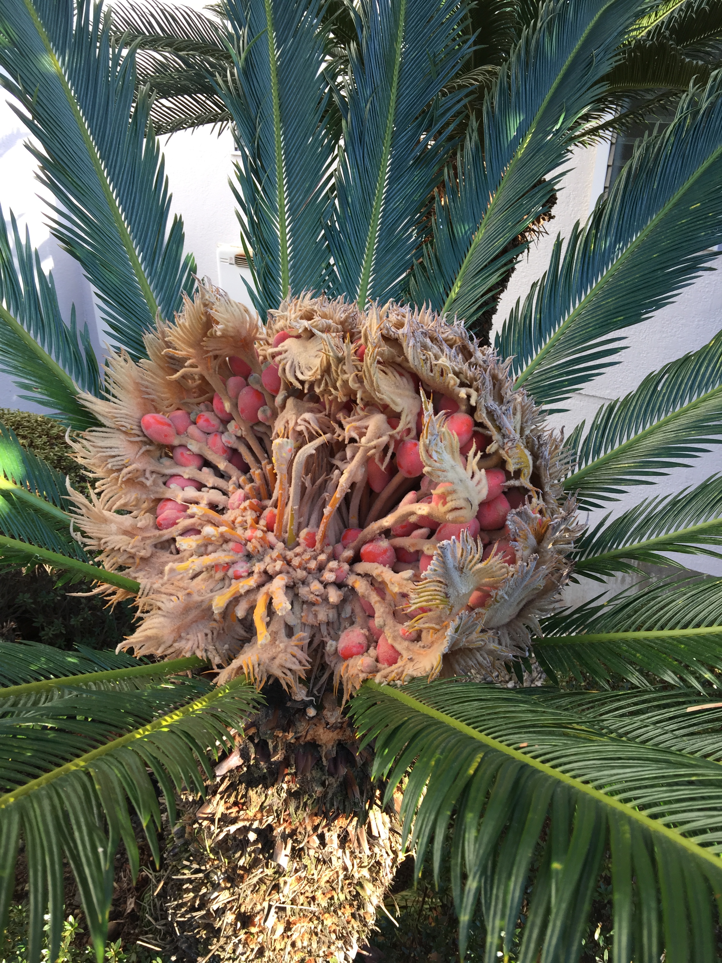 sago palm seeds germination