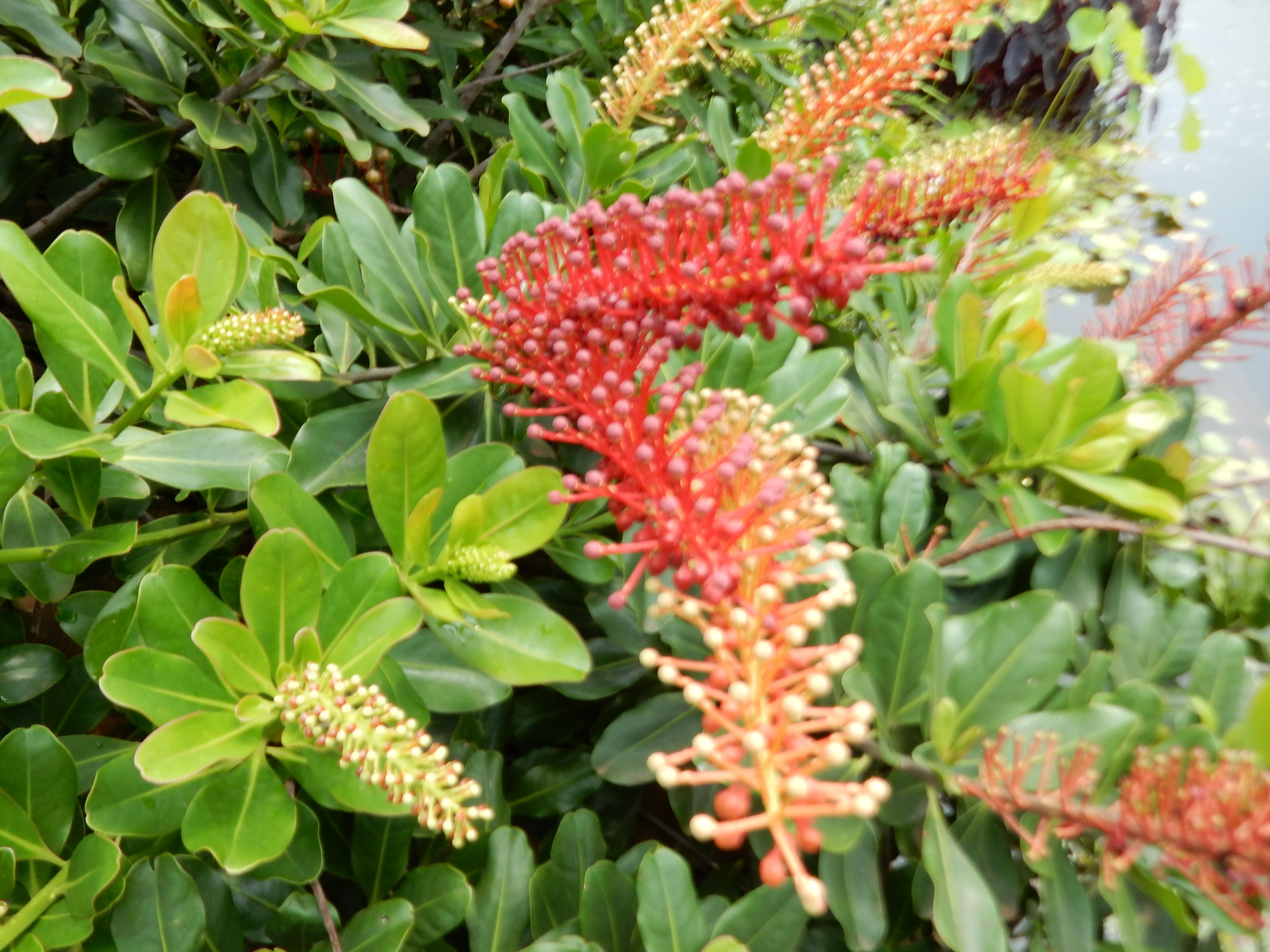 Beautiful shrub needs identification - TROPICAL LOOKING PLANTS - Other ...