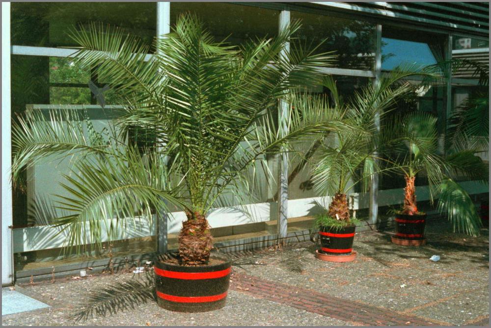 56a8f5c9bfdec_Phoenixcanariensis1989-09-