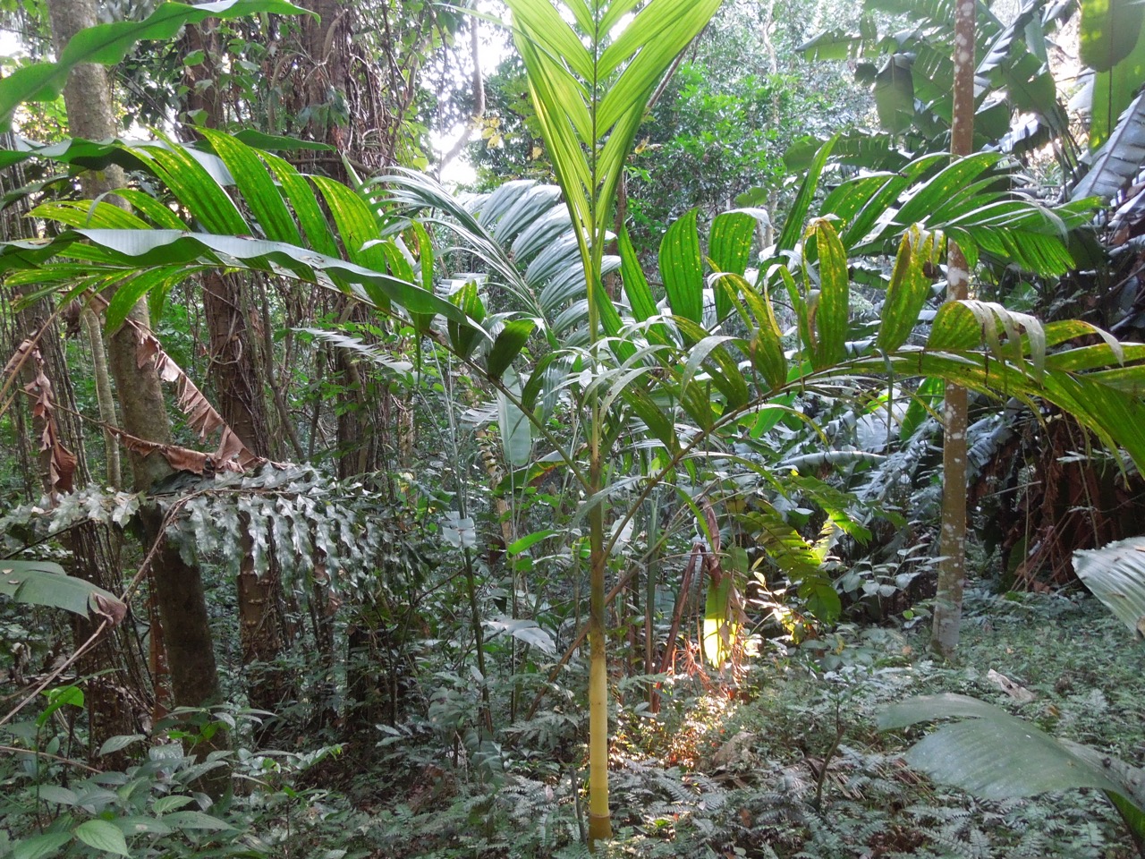 Areca catechu 'alba' - DISCUSSING PALM TREES WORLDWIDE - PalmTalk